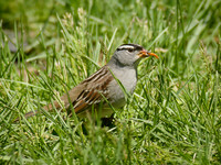 White-Crowned Sparrow