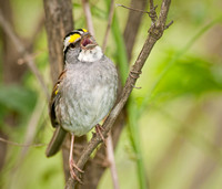 White Throated Sparrow in Song