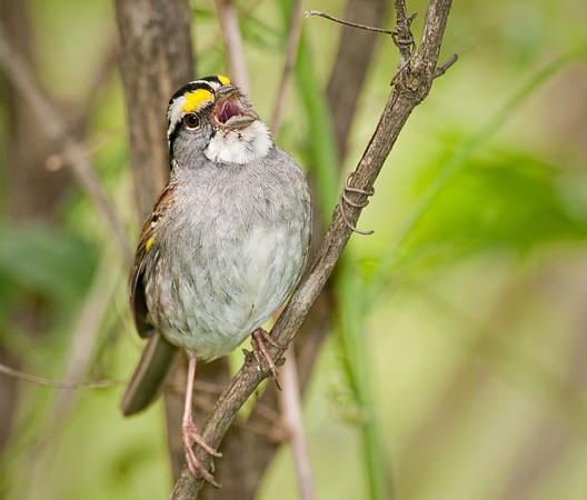 White Throated Sparrow in Song