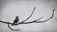 Song Sparrow Zen