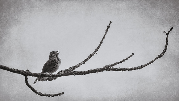 Song Sparrow Zen