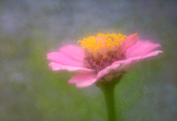 Zinnia