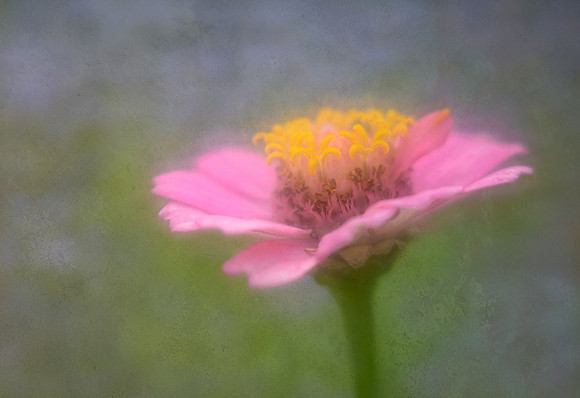 Zinnia