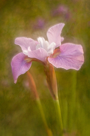 Fragile Iris