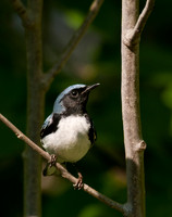 Black-Throated Blue Warbler