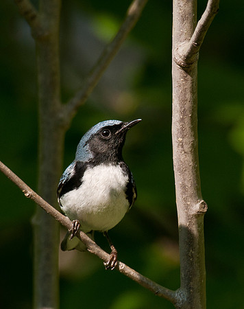 Black-Throated Blue Warbler